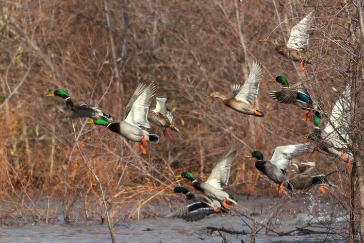 Waterfowl Conservation
